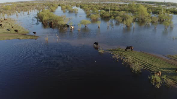 The Horse Herd Graze Along the Shore of the Lake. Wild Horses in Nature