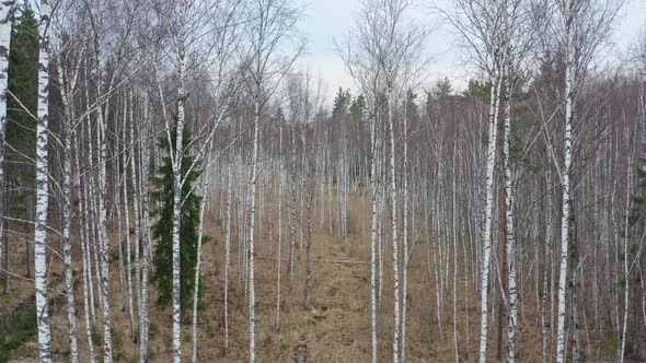 Aerial View of birch Trees