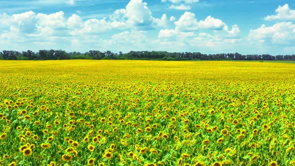 Sunflower Fields Aerial Sunset Farm Agronomy Flowers Floar Nature