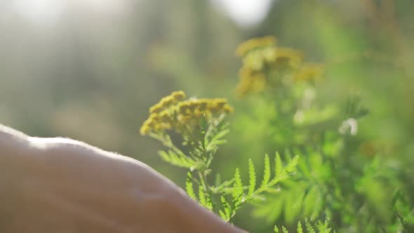 A Female Hand is Touching a Yellow Wildflower on a Warm Sunny Day