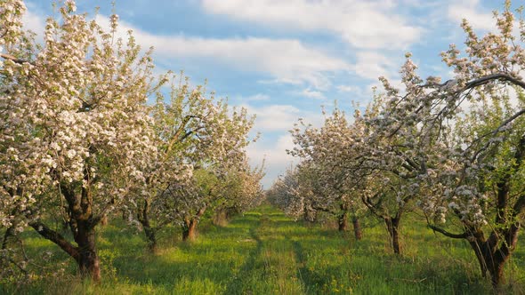 Rows of Flowering Apple Trees in the Garden at Spring Time alt