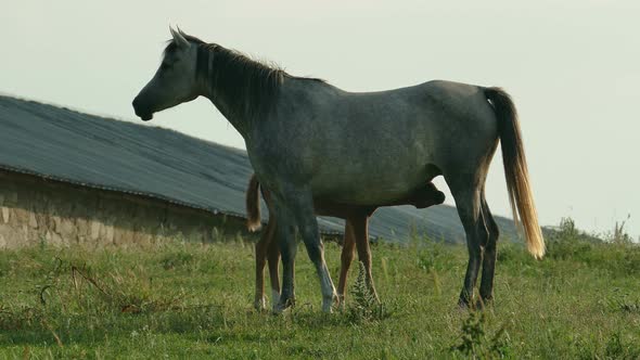 Mother Horse With Her Child Grazes In The Field alt