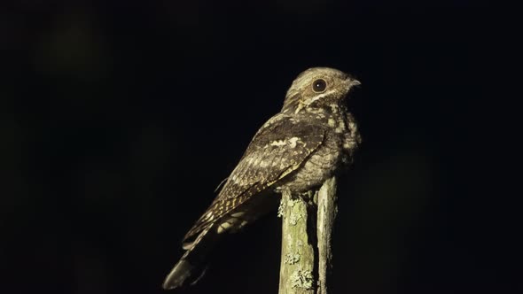 Singing European Nightjar Caprimulgus Europaeus at Night alt