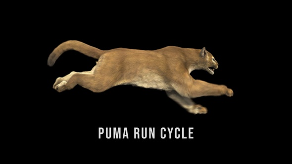 Feline Puma Run Loop