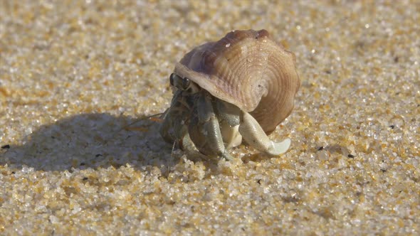 Hermit Crab alt