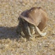 Hermit Crab - VideoHive Item for Sale