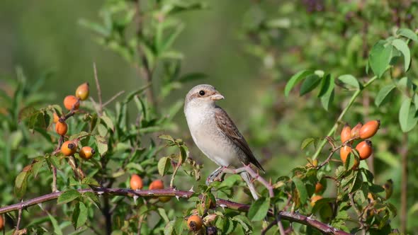 Red-backed Shrike, Lanius collurio, sitting on a branch of a bush