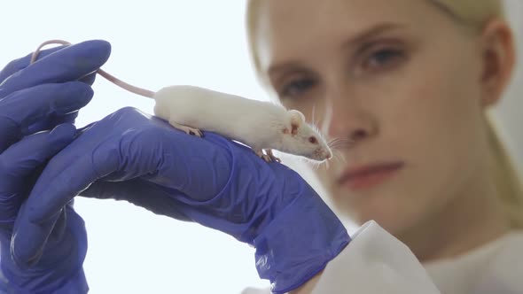 A White Albino Mouse Sits on a Scientist's Hand Wearing Blue Medical Gloves