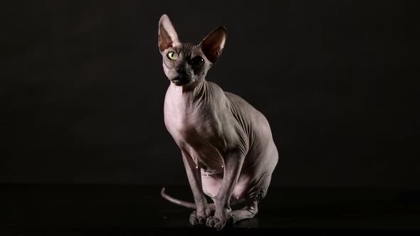 Lovely Canadian Sphinx Cat Looks Around on a Black Background