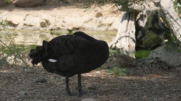 Majestic Black Swan Cleaning Its Fluffy Feather on Lake Bank on Sunny Day in Summer
