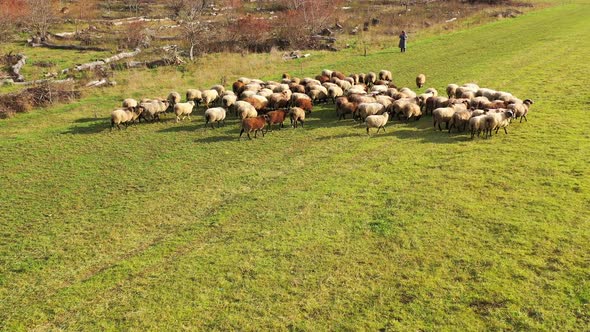 Herd of sheep in a meadow. alt
