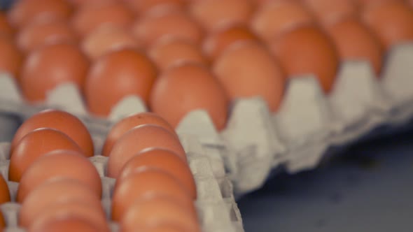 Eggs moving on the production line alt