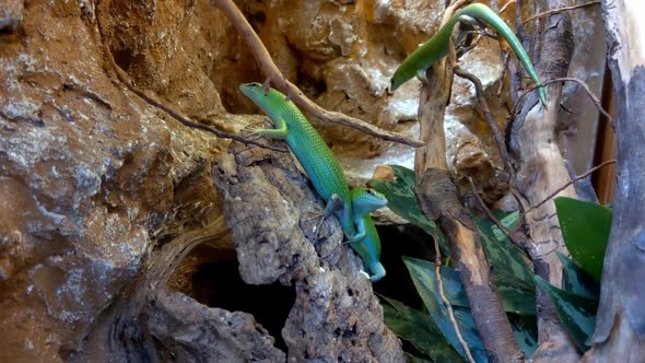 Beautiful young green lizards sit on a tree. Lizard - reptiles of the scaly order