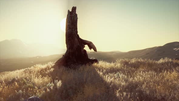 Old Tree Stump Trunk on the Hill at Sunset alt