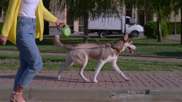 Young Woman is Walking Dog in City at Morning alt
