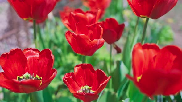Many Red Tulips in the Wind in Summer