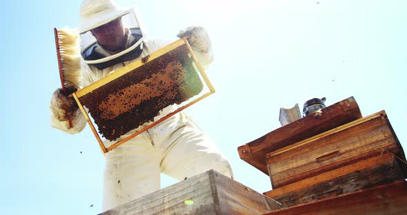 Beekeeper holding beehive and harvesting honey alt