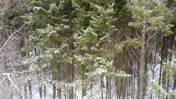 Evergreen pine tree branches, winter aerial view