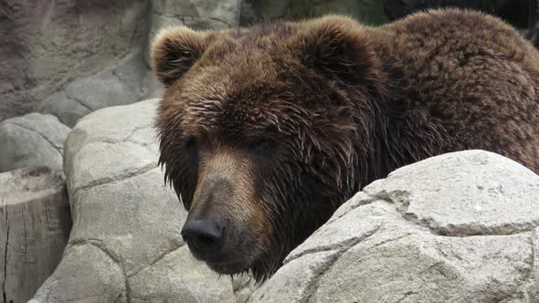 Portrait of brown bear (Ursus arctos beringianus). 