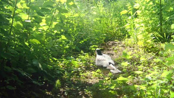 The Common Wood Pigeon Bird in the Wild.