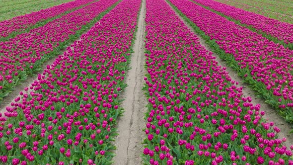 Lush Purple Tulips aligned in rows in northern Holland, Low pass aerial. alt