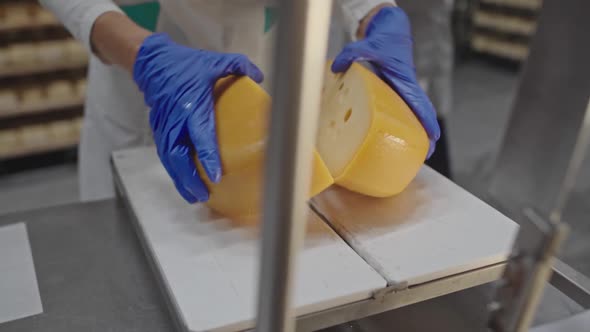 Worker Hands in Protective Gloves Taking Fresh Organic Cheese Wheel