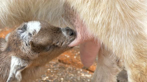 Newborn Goat Sucks Milk From the Udder of an Adult Mother Goat