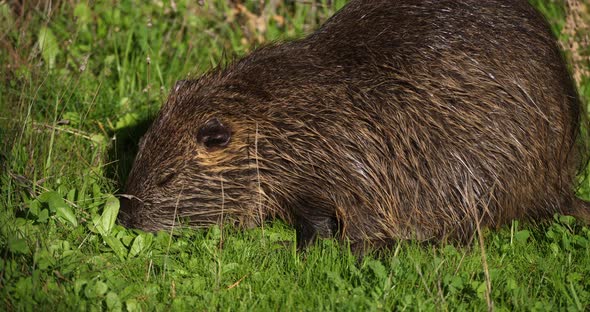 Coypu, Myocastor coypus, Camargue, Occitanie, France alt