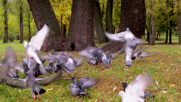 Jack Russell Terrier Dog Chasing Pigeons Near Tripled Tree. Pet Hunting Birds in Nature, Park. Jack alt