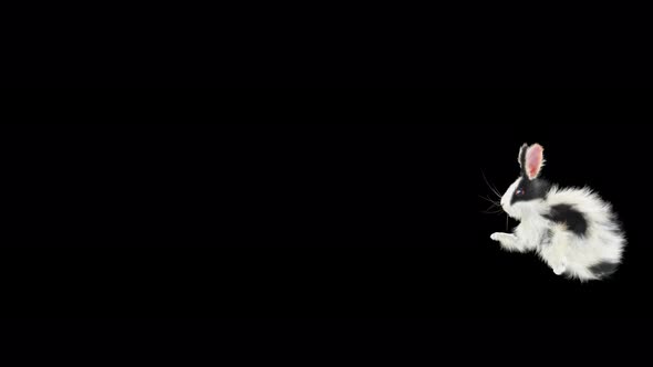 61 Rabbit Twist Flip 4K alt