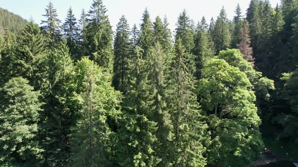 Panoramic Aerial View of the Carpathian Mountains with a Dense Green Pine Forest alt