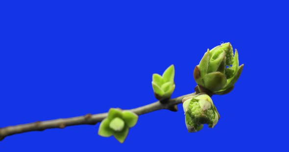 Small Sprouts Rising on Branch of Tree, Germination Process, Evolution, Spring Time Lapse, Pestel