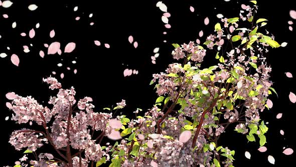 Cherry Blossom Branch With Petals Falling
