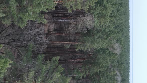 Vertical Video of Green Pine Forest By Day Aerial View alt