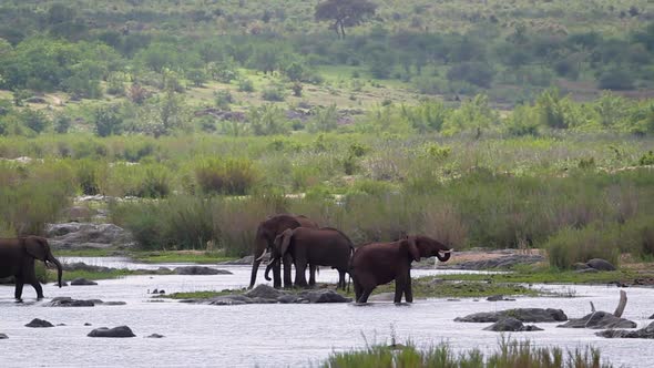 African bush elephant in Kruger National park, South Africa alt