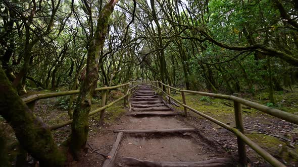 Pov, Walking in Rainforest in Garajonay National Park, La Gomera, Canary Islands, Spain alt