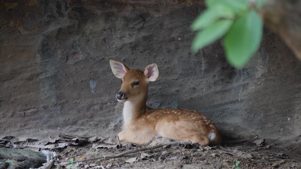 little deer in the wild alt