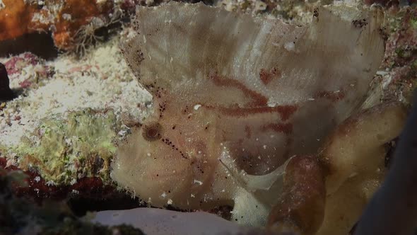 White Leaf scorpionfish on coral reef. A close up of a white Leaf scorpion fish on a coral reef in t alt