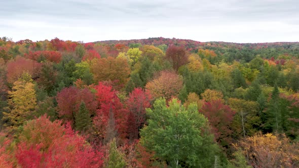 Scenic Yellow Red Orange Autumn Leaves in New Hampshire  Foliage Background alt