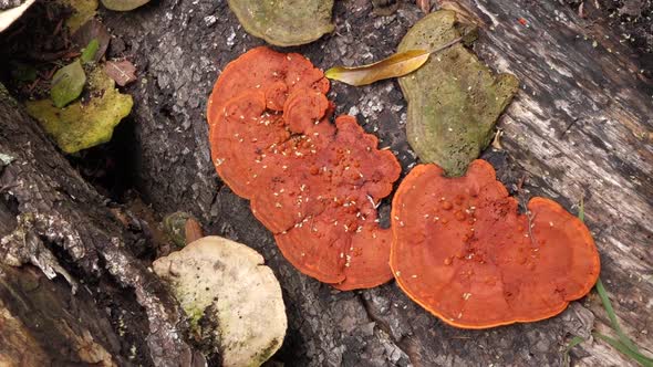 Fungi growing on fallen tree alt
