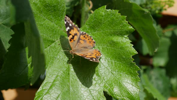 A painted lady butterfly resting on a green leaf after feeding on nectar. alt