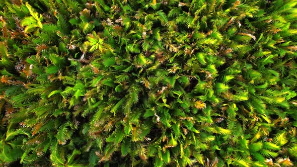 4K Aerial view drone fly over Nypoideae trees and yellow treetops. Cinematic drone shot. alt