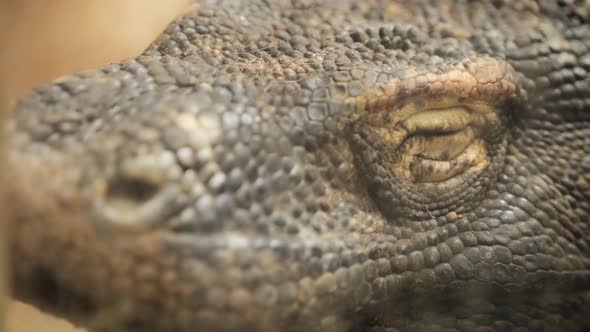 Komodo dragon slowly opening its eye