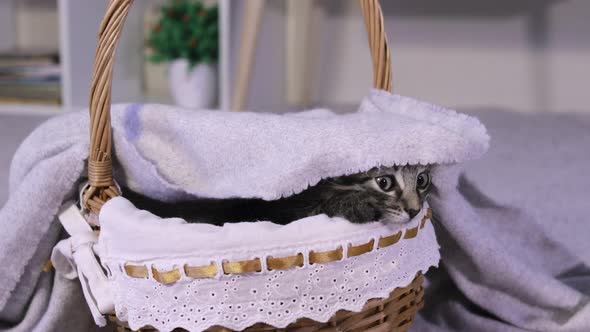 The Gray Little Kitten Looked Out From Under the Blanket From the Wicker Basket and Hid Again alt
