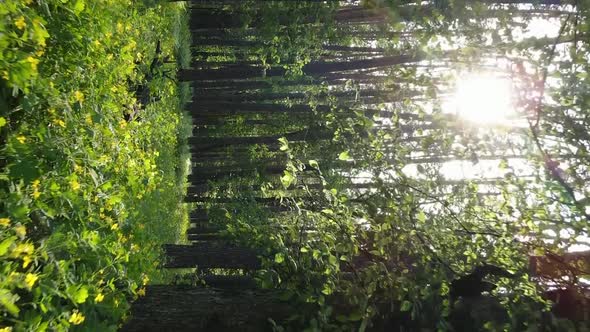 Vertical Video of a Forest with Pine Trees alt