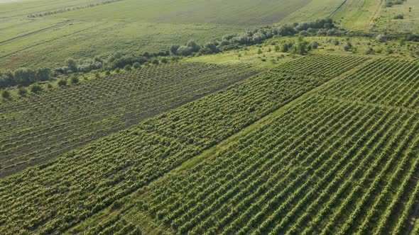 Italian Countryside Beautiful Farms and Vineyards Beautiful Aerial View alt