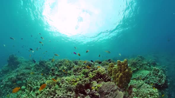 Coral Reef and Tropical Fish Underwater alt