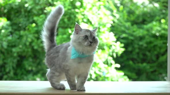 Cute Persian Cat Walking On Table alt