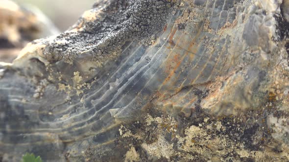 Tree Lines on Silicified Fossil alt