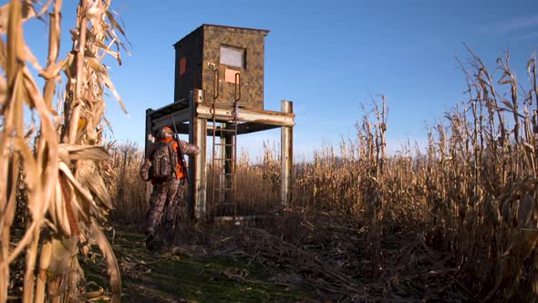 Hunter going to blind in corn field alt